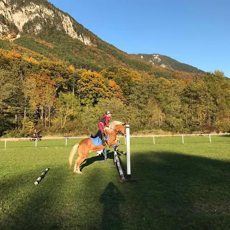 Muehle In Der Pferdewelt *