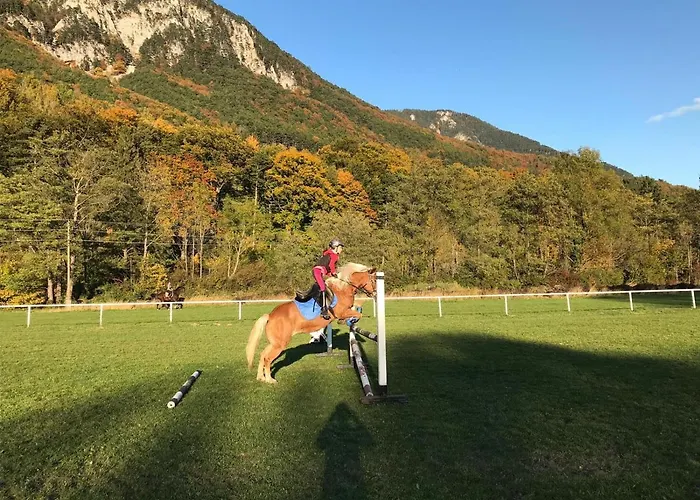 Muehle In Der Pferdewelt *